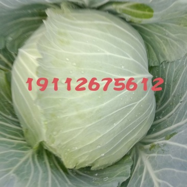 春包菜冬脆(冬翠)，翡翠，多来福二脆莲白