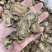 广木香云木香新货无硫中药材批发