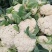 有机松花菜安徽菜花白面青梗散花代收代发一手货源