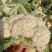有机松花菜安徽菜花白面青梗散花代收代发一手货源