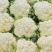 有机松花菜安徽菜花白面青梗散花代收代发一手货源