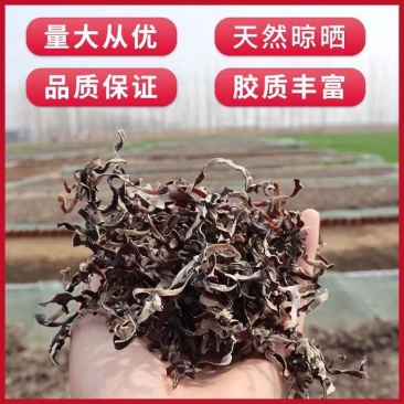 木耳丝