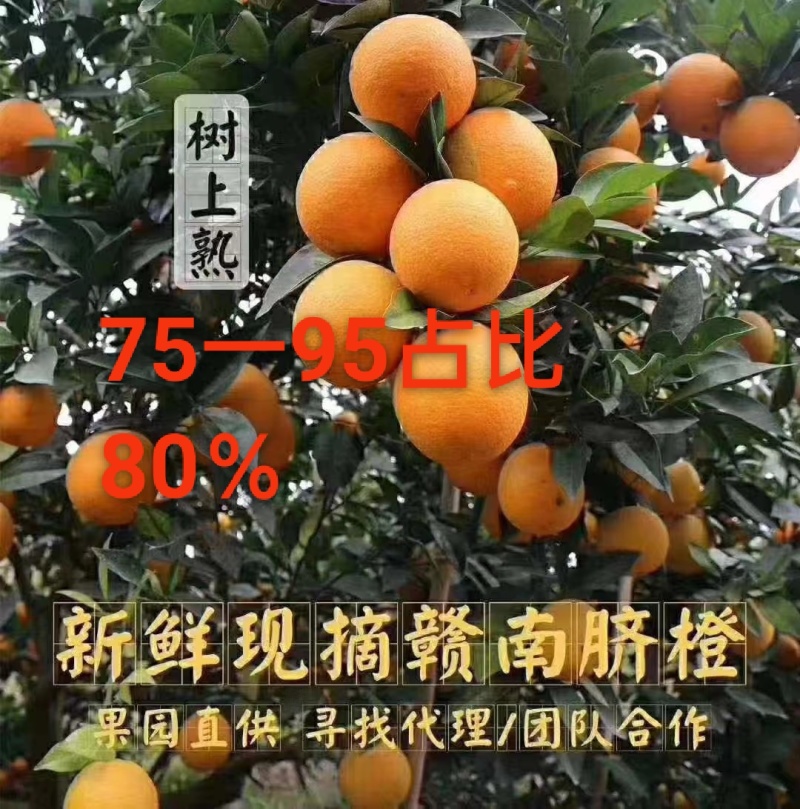 信丰脐橙，可对接商贸，团购，电商