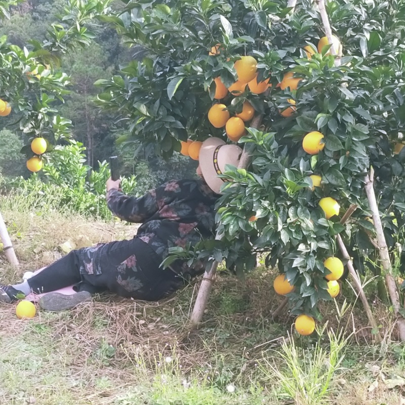 信丰脐橙，可对接商贸，团购，电商