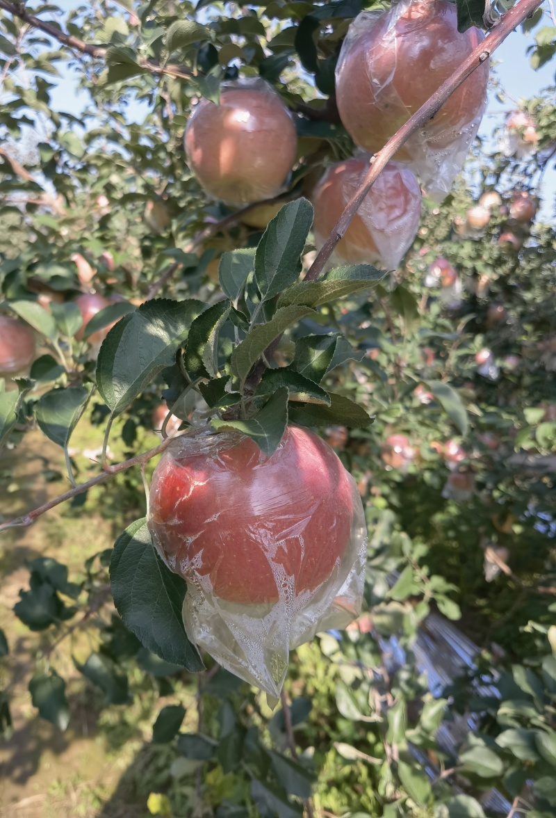 运城临猗苹果，冰糖心，水分足，颜色漂亮