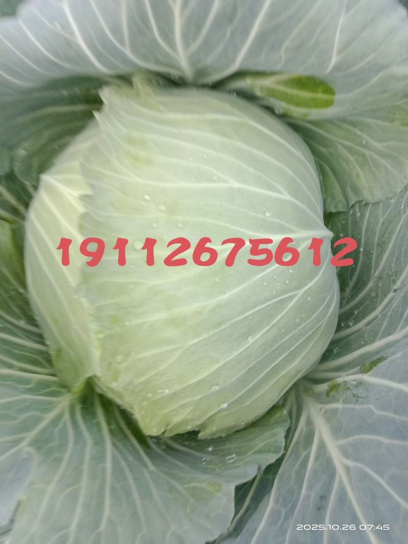 松包菜，绿园4号，丰园913丰园618**一号
