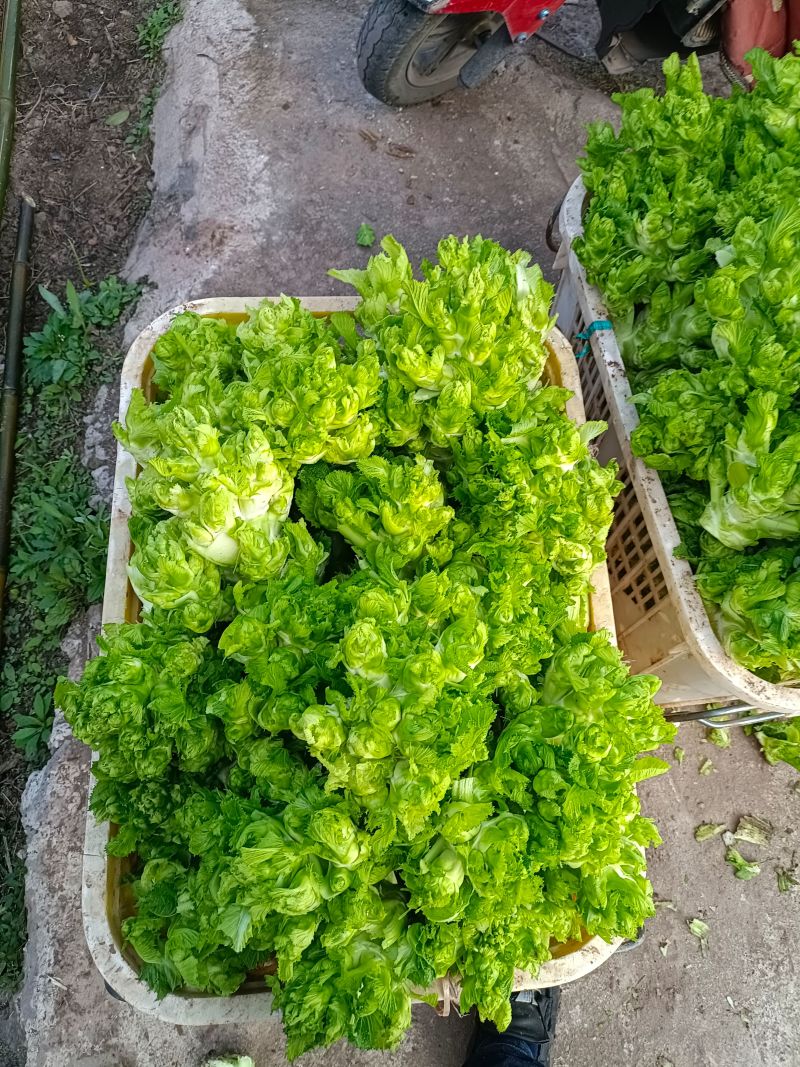 儿菜安徽砀山娃儿菜货源稳定一手货源代发全国加工