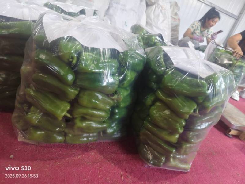 辣椒品种齐全，当日现摘