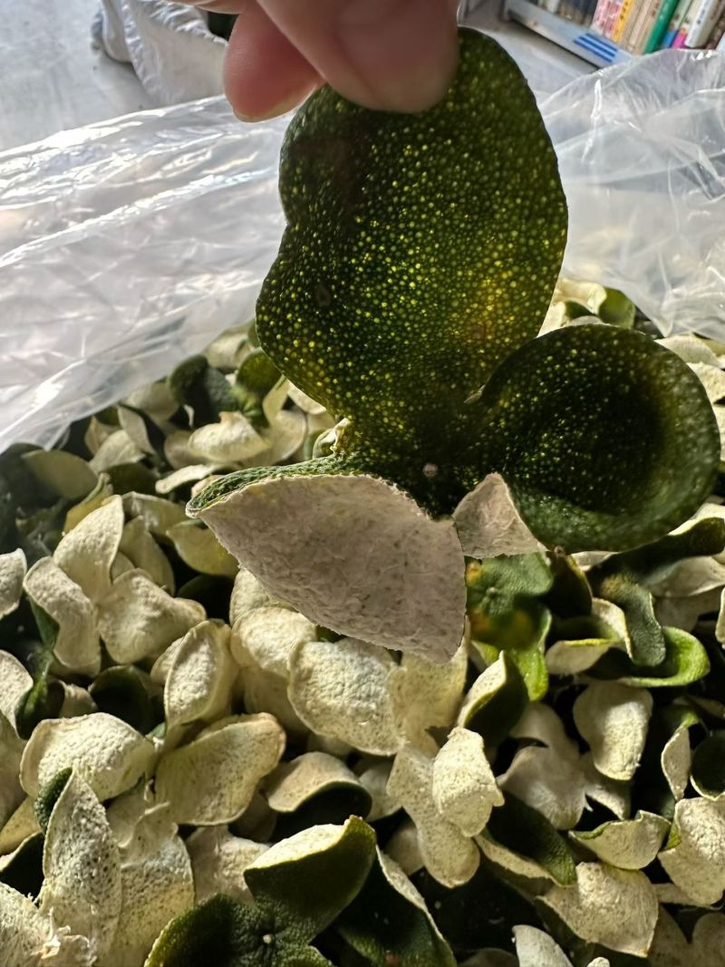 广东精品青皮品质保证赠送试用装（不满意可退）