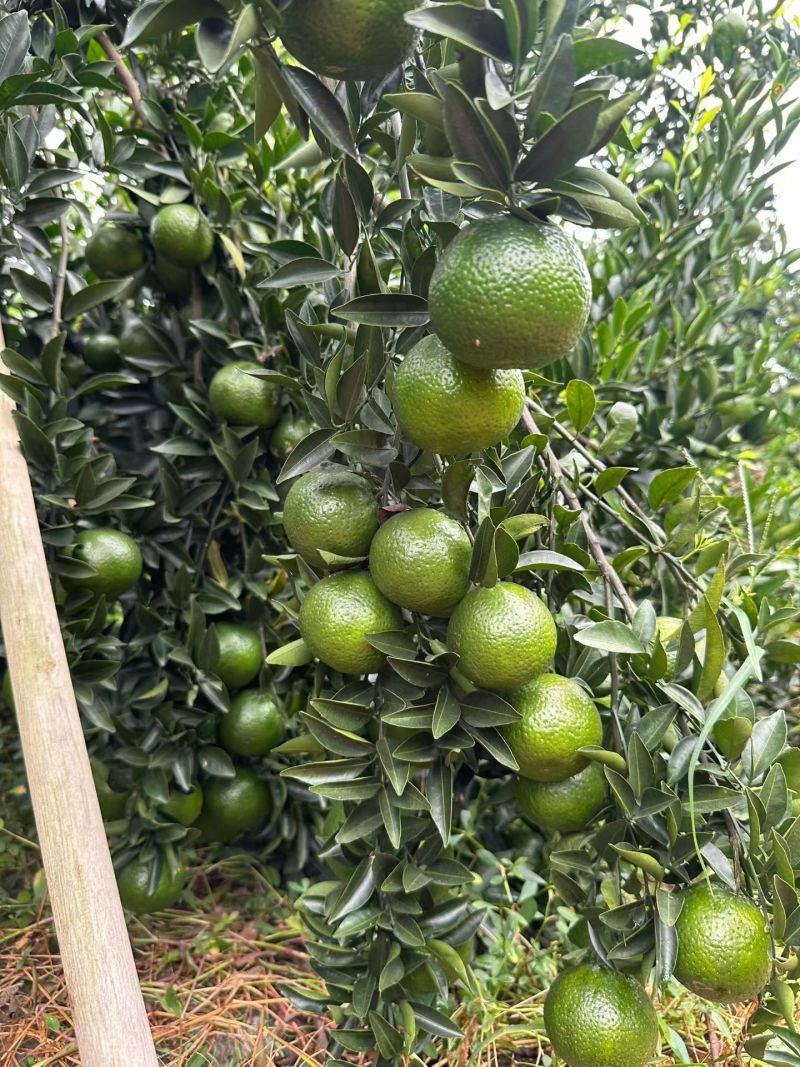 广东精品青皮品质保证赠送试用装（不满意可退）
