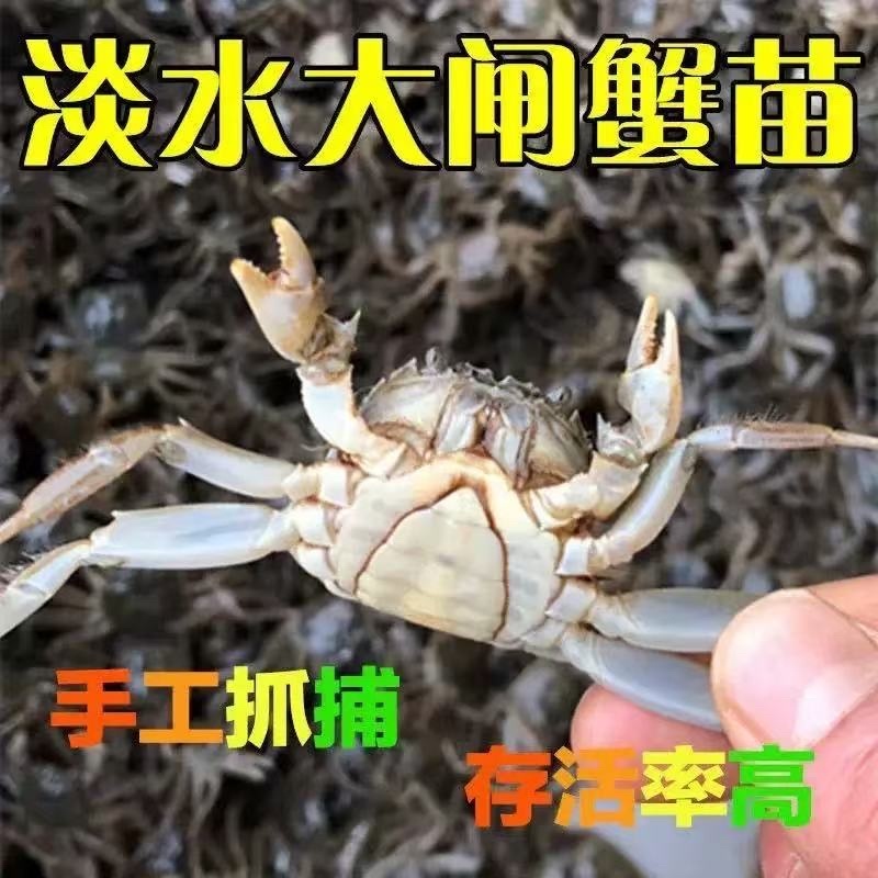 盘锦河蟹种苗蟹苗大闸蟹蟹苗成活率高，规格齐全