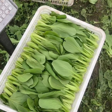 精品上海青，大量供应一手货源，诚信可靠，一次成交终身朋友