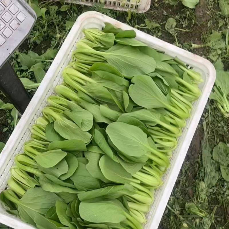精品上海青，大量供应一手货源，诚信可靠，一次成交终身朋友