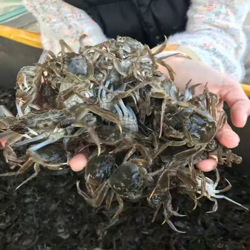 盘锦河蟹种苗蟹苗大闸蟹蟹苗成活率高，规格齐全