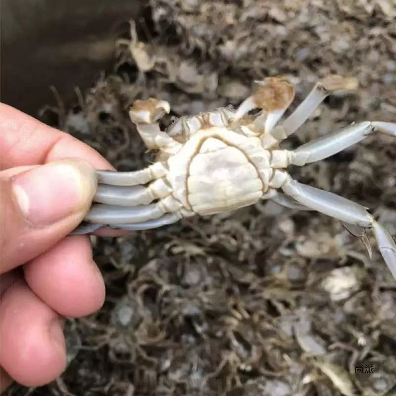 盘锦河蟹种苗蟹苗大闸蟹蟹苗成活率高，规格齐全