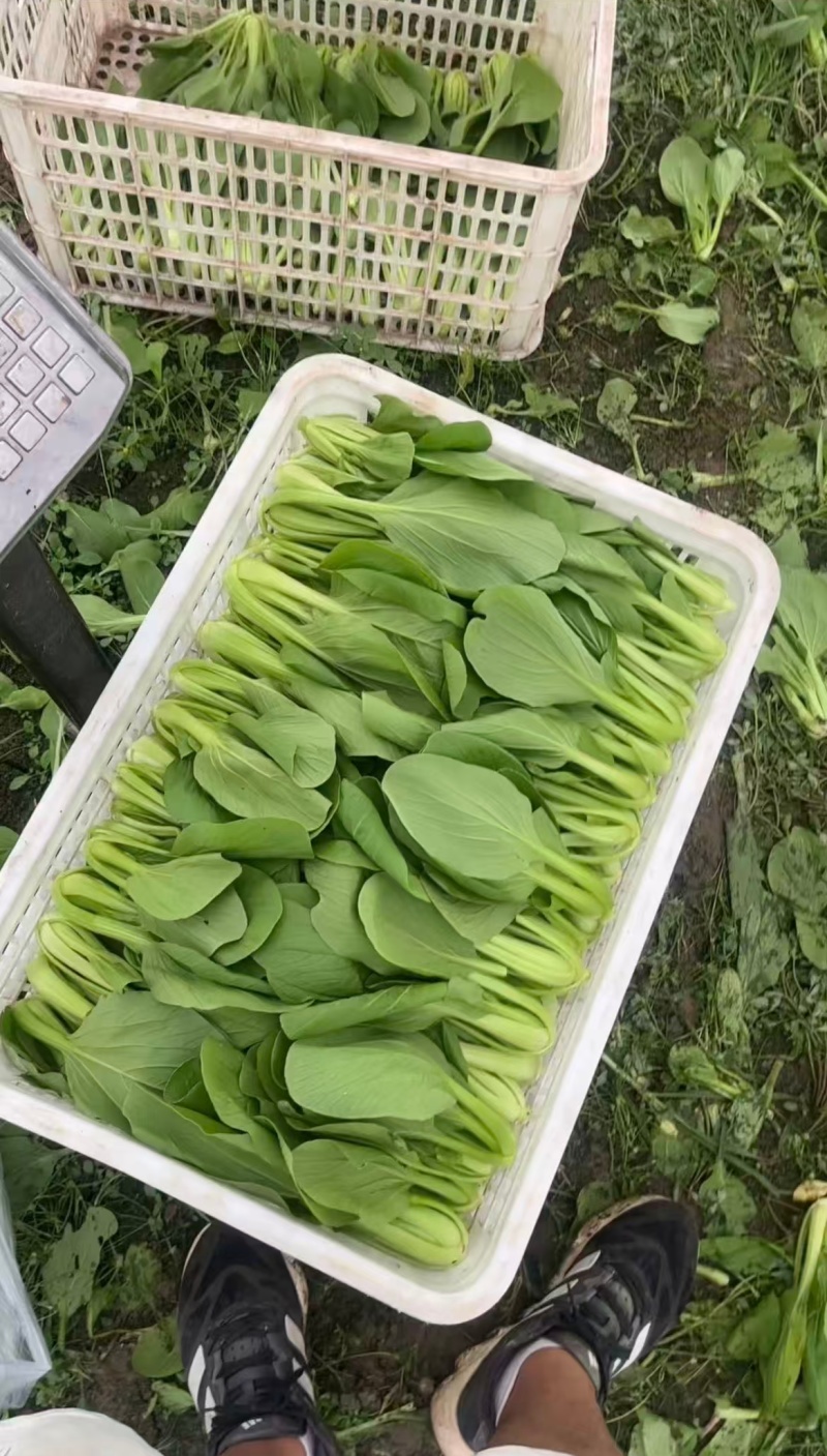 精品上海青，大量供应一手货源，诚信可靠，一次成交终身朋友