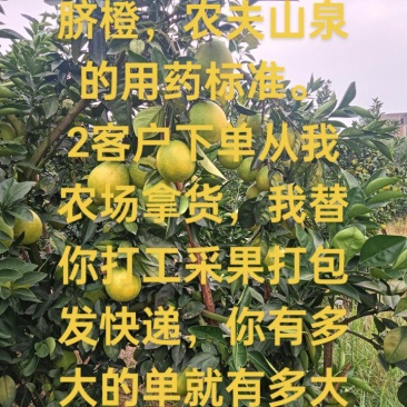 信丰脐橙，可对接商贸，团购，电商