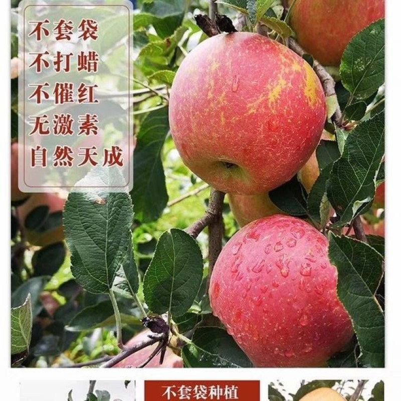 云南昭通丑苹果冰糖心苹果冰雹果晚熟红富士大凉山丑苹果