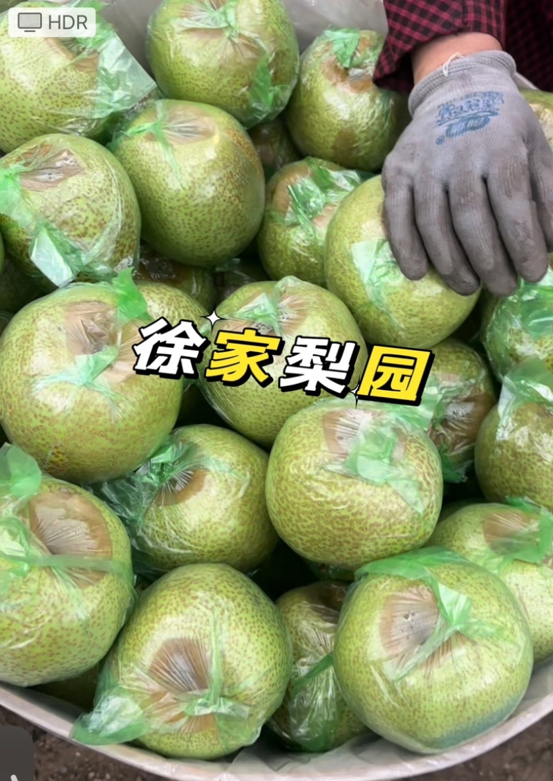 正宗莱阳梨，质优价廉，嘎嘎脆甜，帮装车