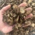 羌活羌活片干羌活中药材批发零售