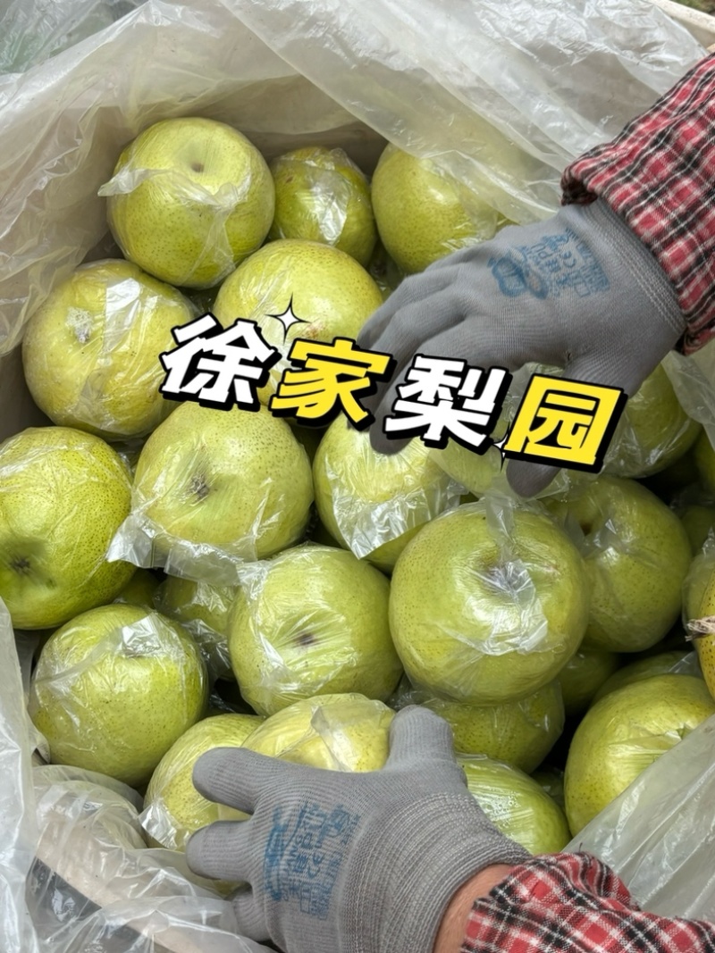 莱阳大香水梨，优质大果，90规格以上，香甜多汁
