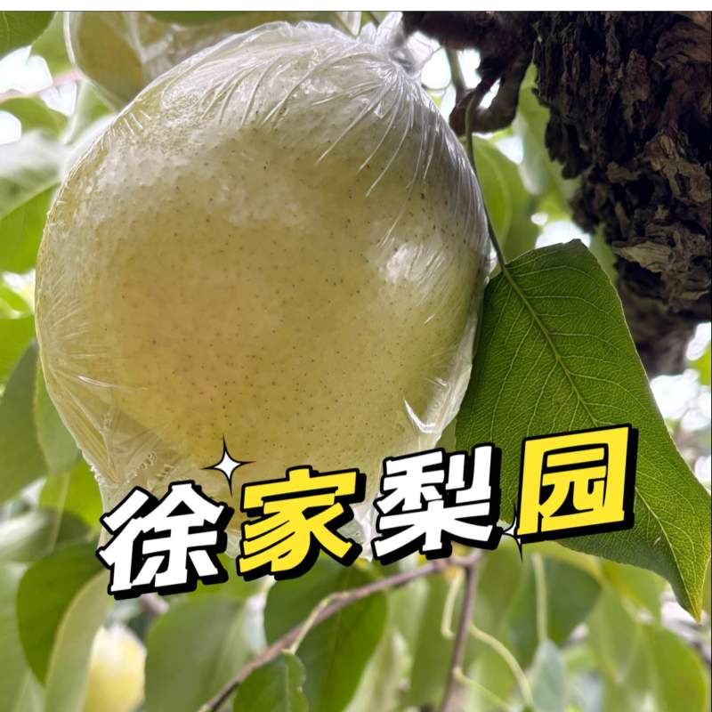 莱阳大香水梨，优质大果，90规格以上，香甜多汁