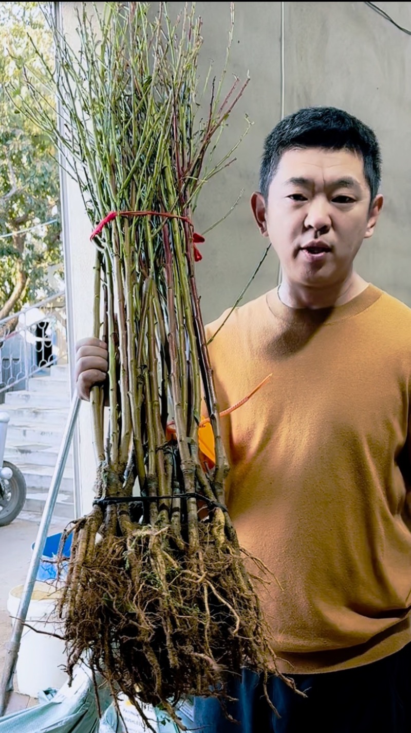 艳红九号水蜜桃树苗