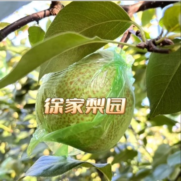 自家种植正宗莱阳梨，优质好果，85以上