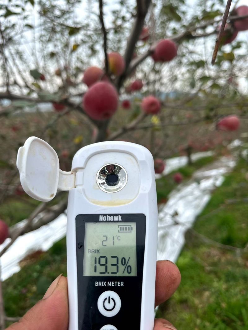 云南昭通丑苹果冰糖心苹果大凉山丑苹果晚熟糖心红富士苹果