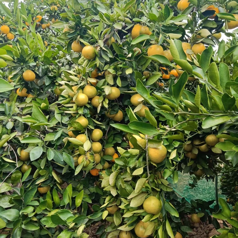 江西蜜橘，无渣无籽！皮薄多汁！农场大量上货！可以帮忙代办找货