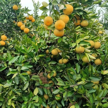 江西蜜橘，无渣无籽！皮薄多汁！农场大量上货！可以帮忙代办找货