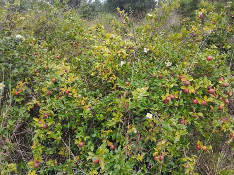 野生茶籽油，***，传统压榨