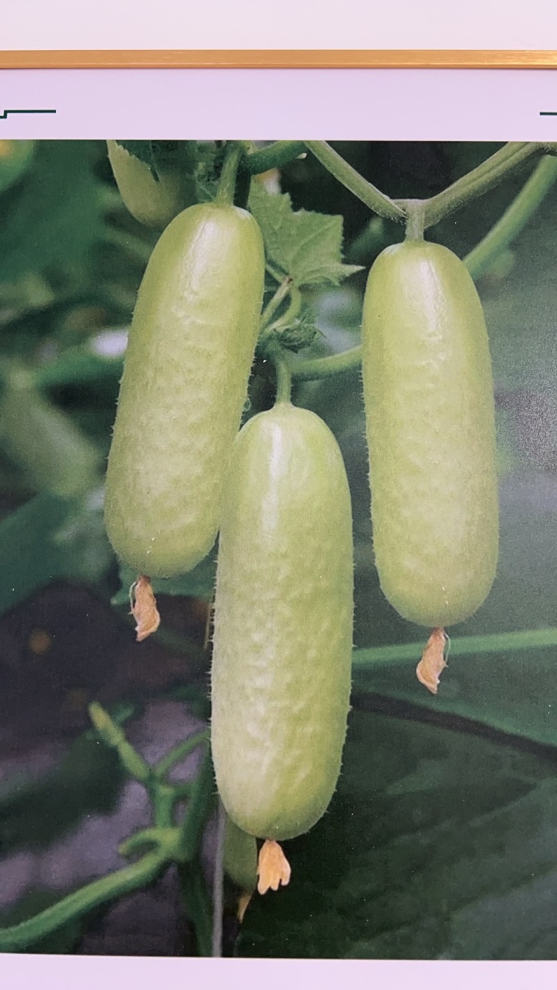 翠玉3号水果黄瓜