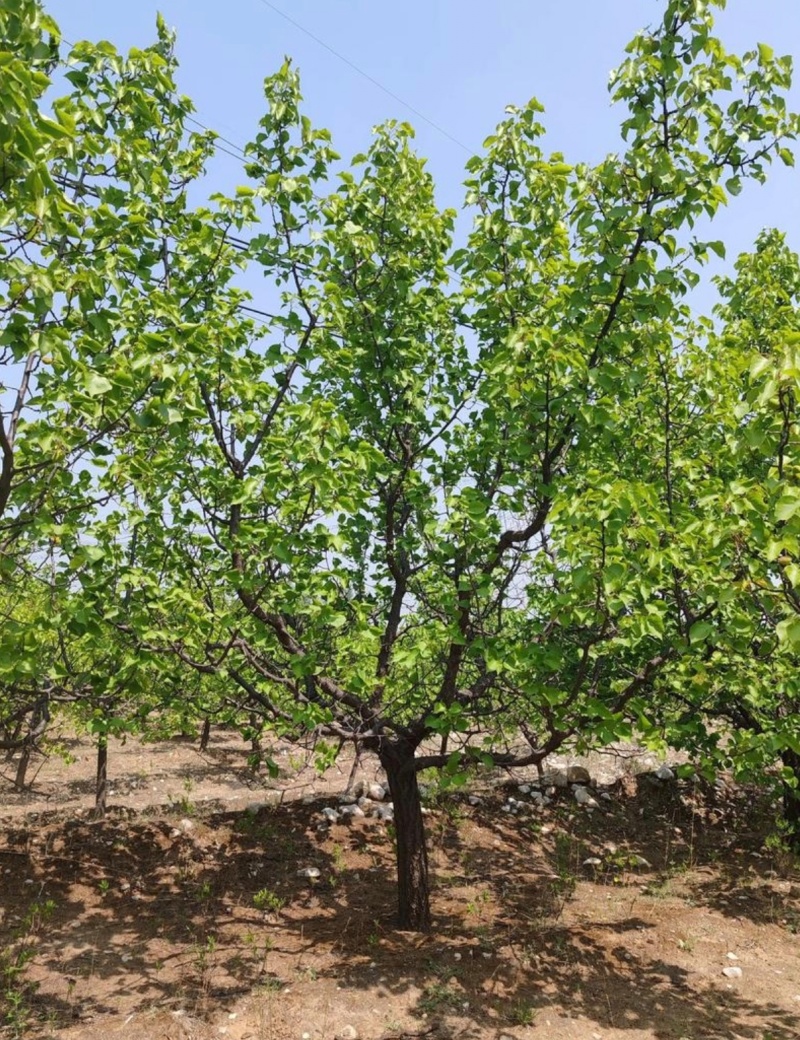 基地大量出售12-25公分山杏
