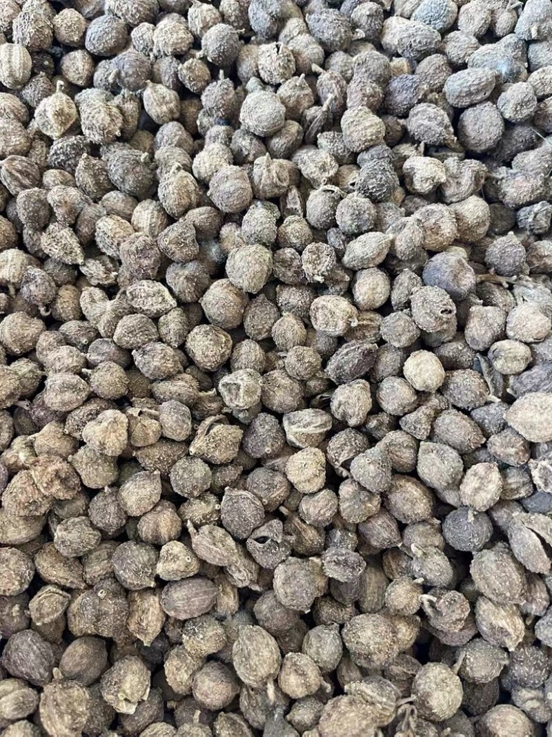 砂仁阳春砂仁砂仁干货云南砂仁中药材批发零售