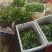 白芨直播苗驯化苗