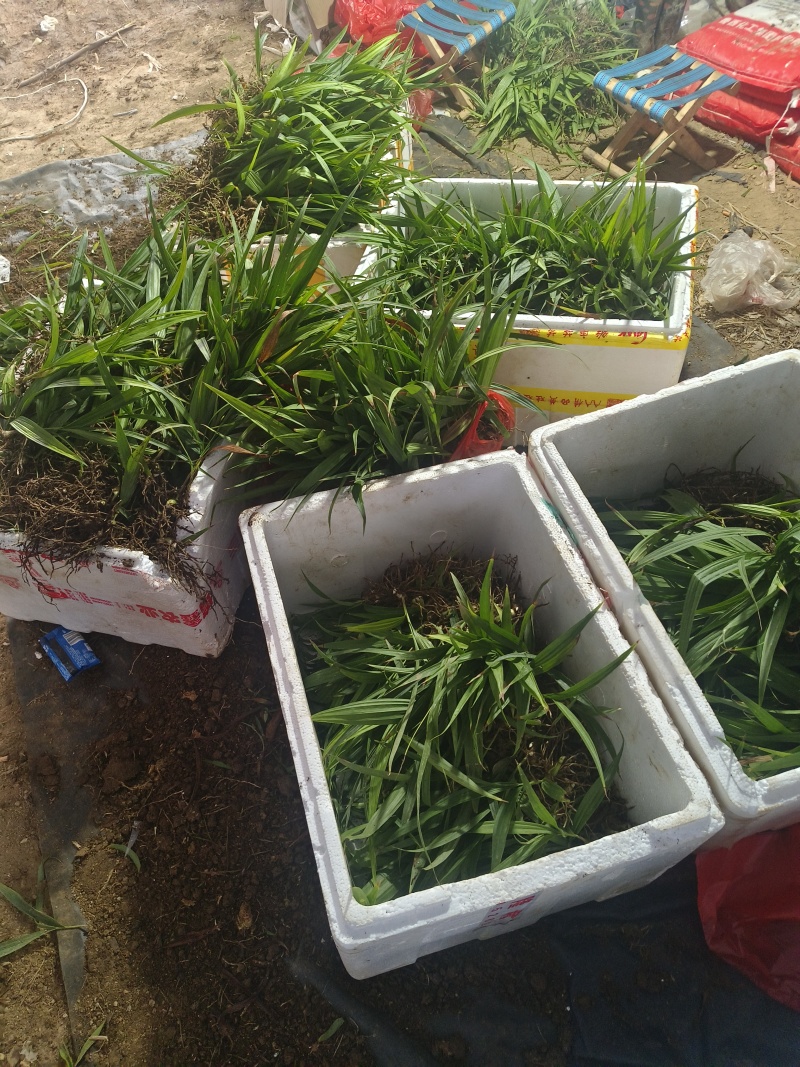 白芨直播苗驯化苗