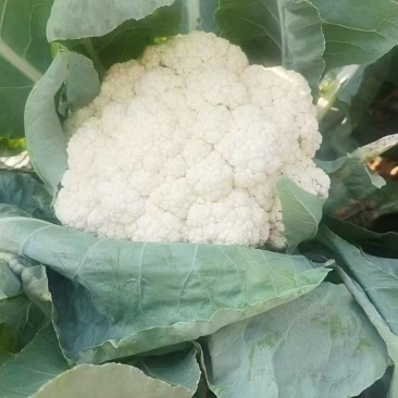 （精品）花菜，大量供货，产地直发，货源充足。