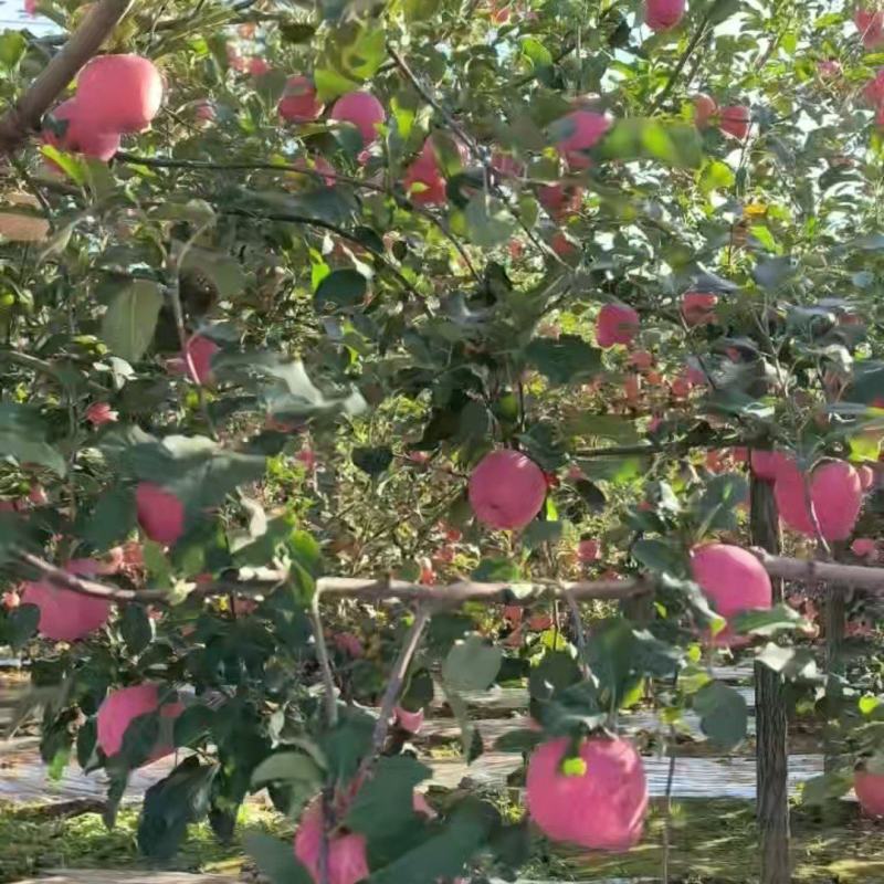 苹果