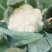 （精品）花菜，大量供货，产地直发，货源充足。