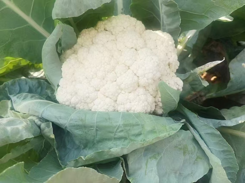 （精品）花菜，大量供货，产地直发，货源充足。