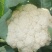 （精品）花菜，大量供货，产地直发，货源充足。
