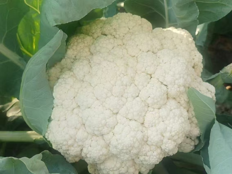 （精品）花菜，大量供货，产地直发，货源充足。