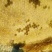 高山纯土养蜂蜜