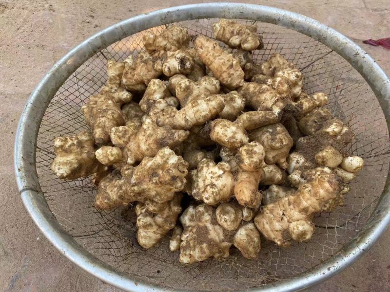 宁夏精品洋姜鬼子姜菊芋