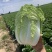 《青杂三号白菜》黄心白菜/净菜4-6斤/商丘夏邑基地直供