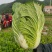 《青杂三号白菜》黄心白菜/净菜4-6斤/商丘夏邑基地直供