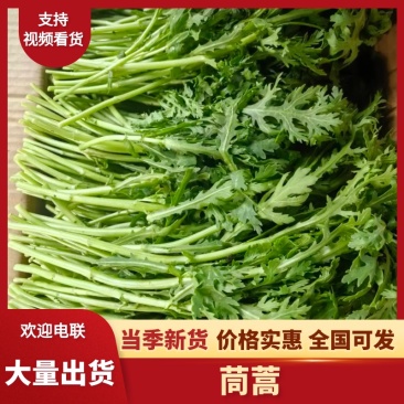 茼蒿，新鲜上市，当季现货，产地直发品质保证，量大从优
