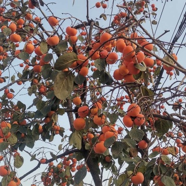 河北邯郸山区***无公害柿子