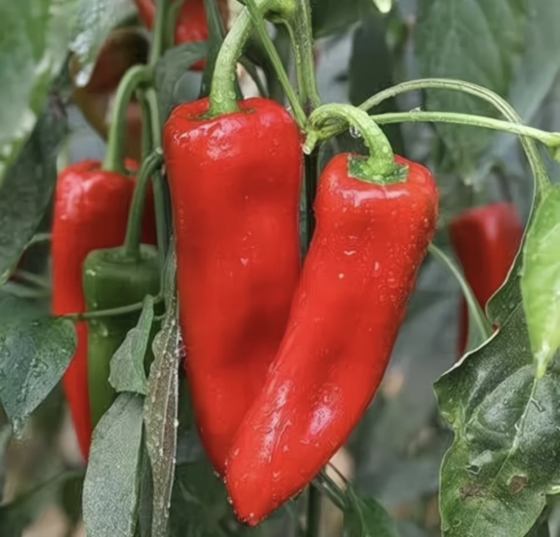 当季红椒，产地直发品质保证，新鲜现摘量大从优！